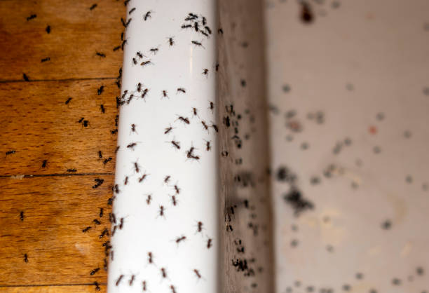 Best Affordable Pest Control Services  in Princeville, HI